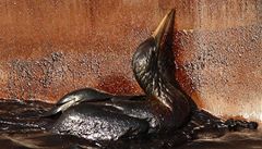 Ropná skvrna v Mexickém zálivu: už uhynulo 300 ptáků, 200 želv a 19 delfínů 